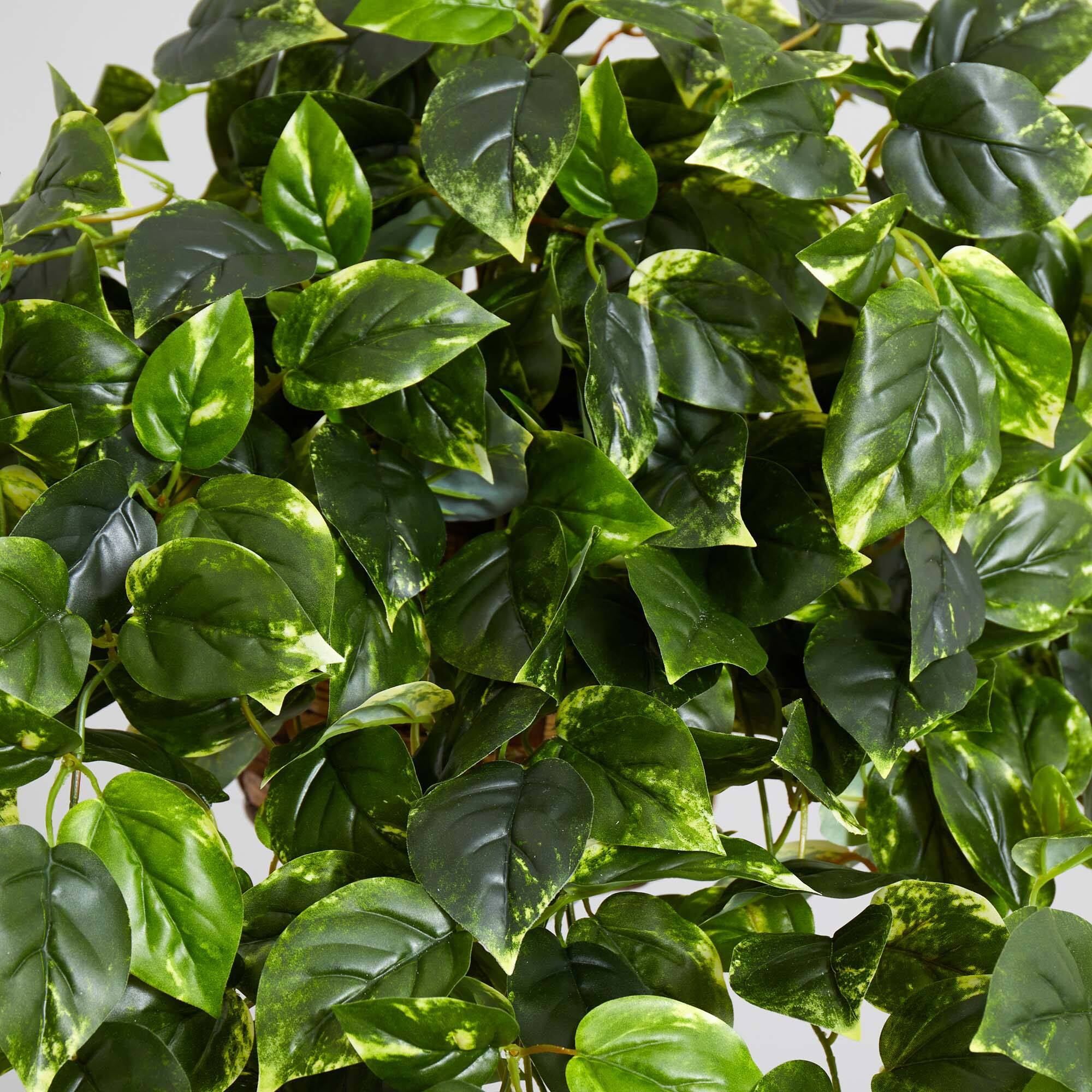 3ft. Pothos Hanging Basket